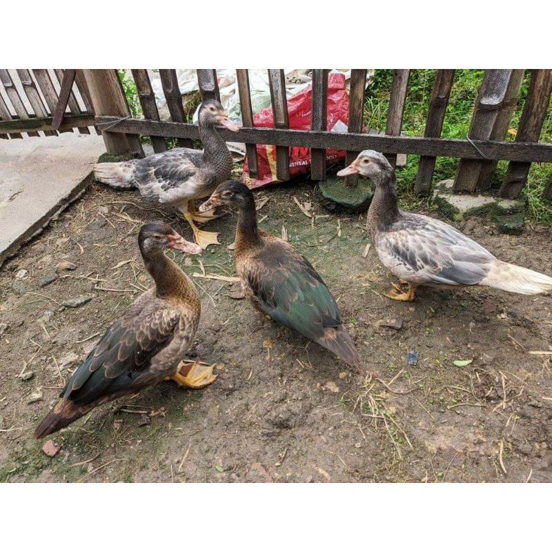 

TELUR TETAS MENTOK BRONZE UNTUK DI TETASKAN