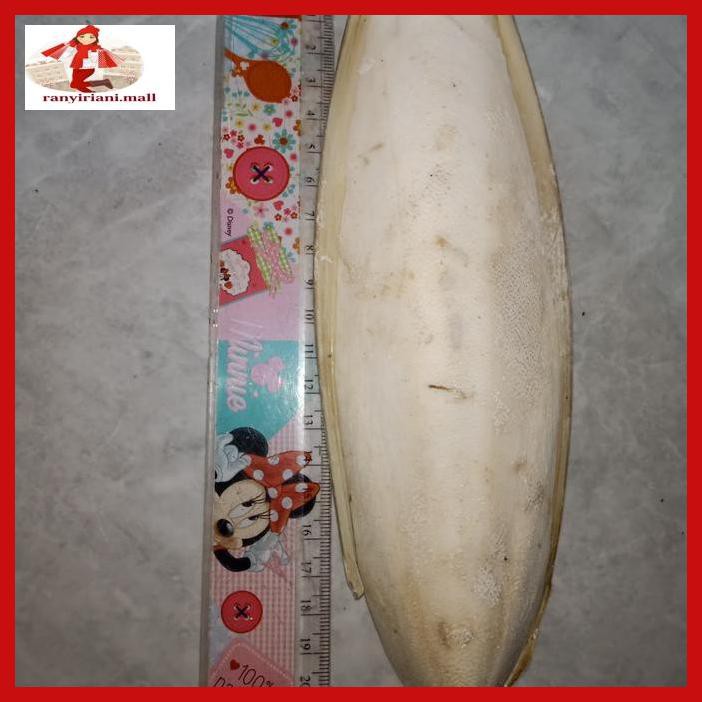 

U8Uht67- Sotong Jumbo 20Cm Wat46E5-