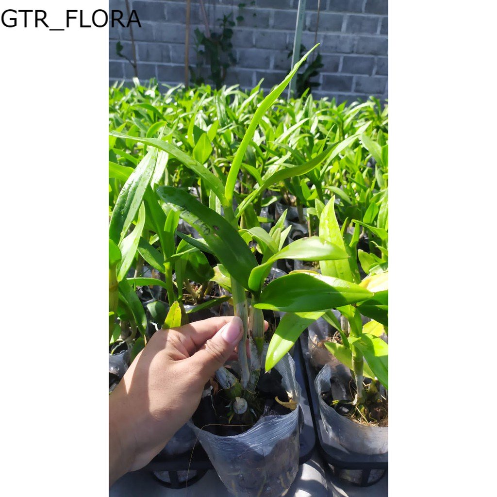 anggrek dendro dewasa