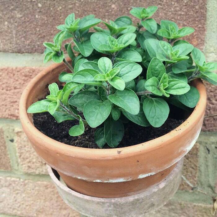 Tanaman Oregano - Tanaman Rempah Oregano - Tanaman Herb Oregano - Tanaman Obat Oregano