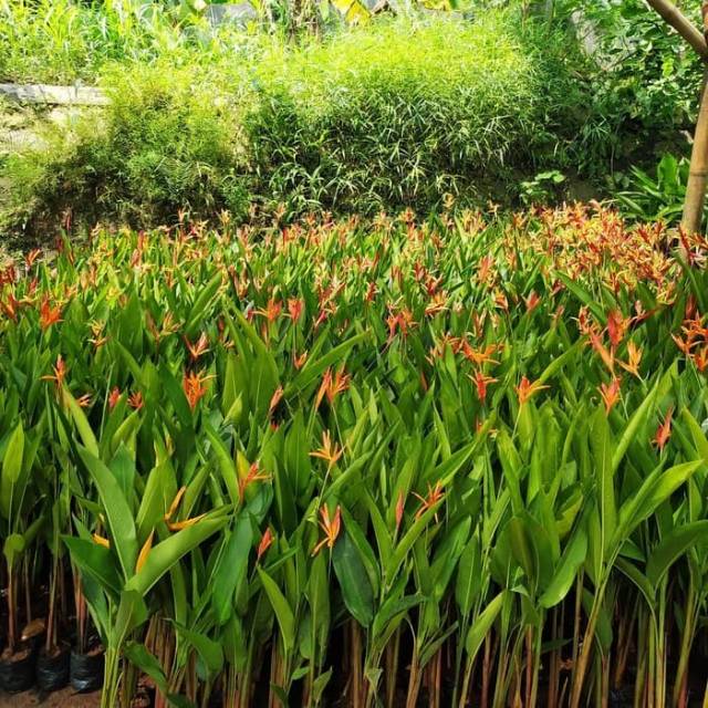 Tamaman heliconia pisang pisangan tanaman hias 