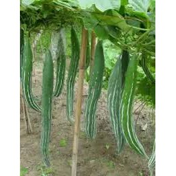 1 Biji - Benih Pare BELUT