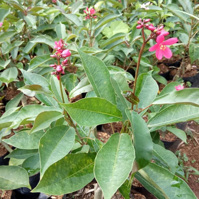 tanaman batavia bungaa merah - pohon bunga batavia merah - batavia   _