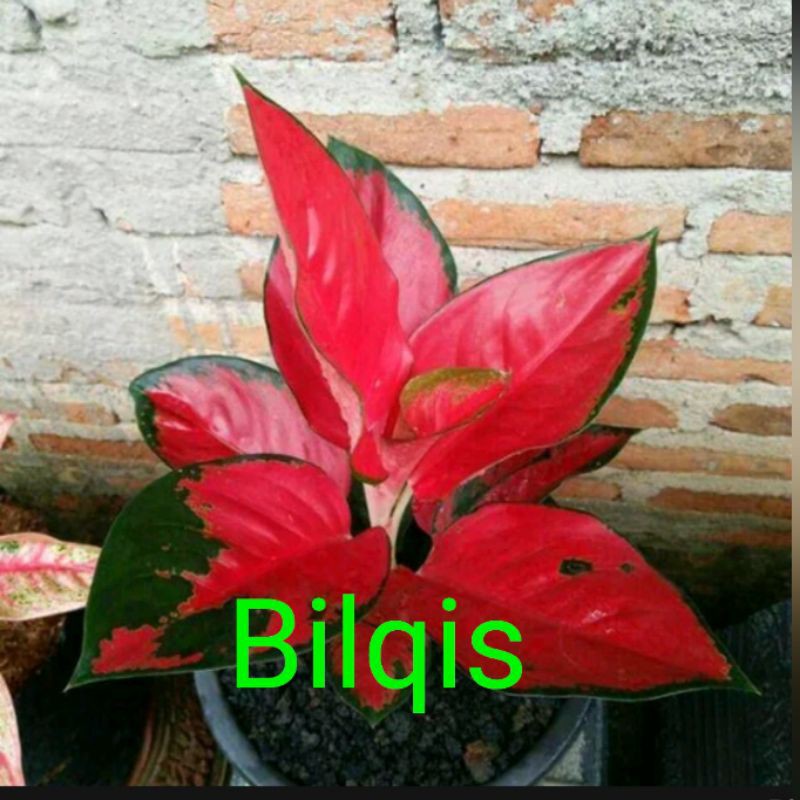 bunga aglonema suksom jaipong_bunga aglonema suksom rumpun
