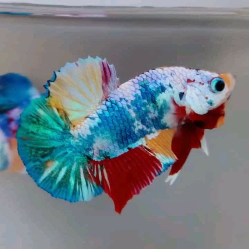 CUPANG MURAH KOI FANCY NEMO EMERALD MARBLE USIA 3 BULAN