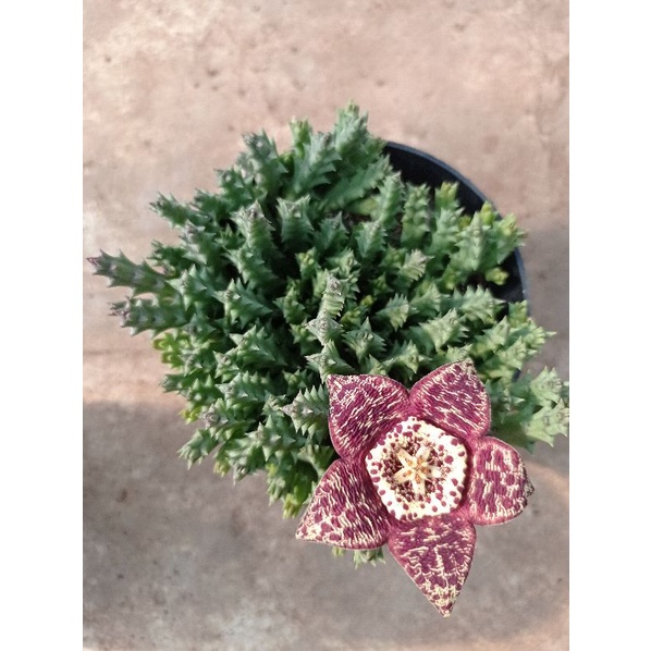 orbea variegata | huernia vatiegata KAKTUS SUKULEN TANAMAN HIAS