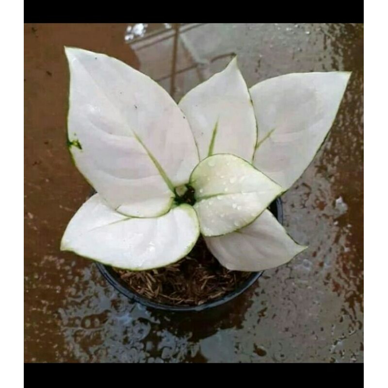 aglonema superwhite baby (anakan) / tamaman hias aglonema baby superwhite