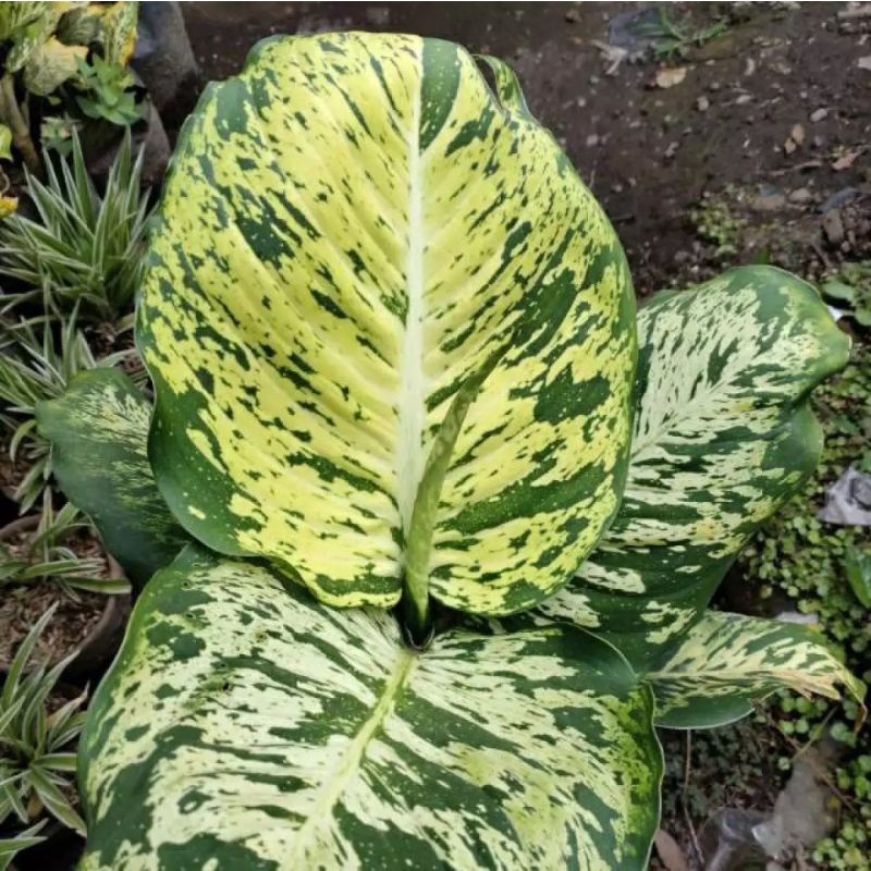 Aglonema Diven Anggun Ayu Ukuran Remaja Free 1 Tanaman Random