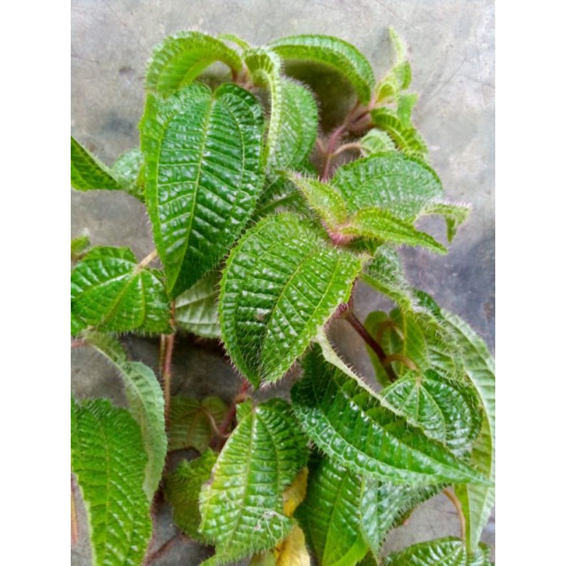 

Daun Sengani/Harendonh Bulu Segar Netto 300 Gram