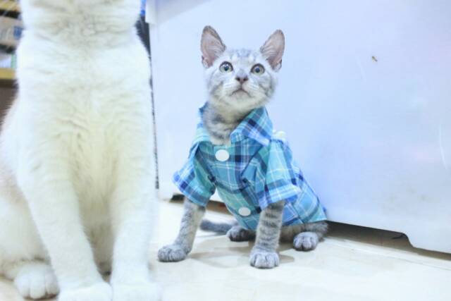 Kemeja kotak-kotak biru natural untuk kucing dan anjing size S M L XL / baju kucing murah terlaris