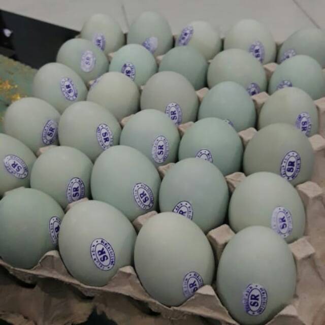 

Telur Asin SR