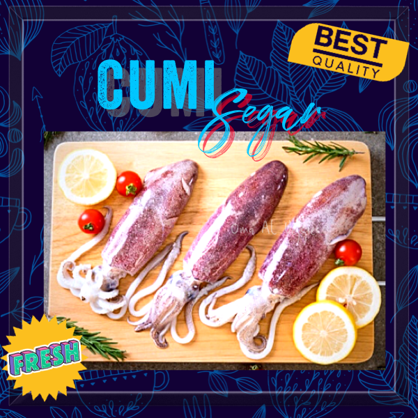 

CUMI SEDANG SEGAR / FRESH SQUIDS Per 500 gram