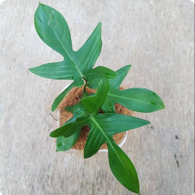 Ready Tanaman Philodendron Pedatum Tanaman Hias Philodenron Murah