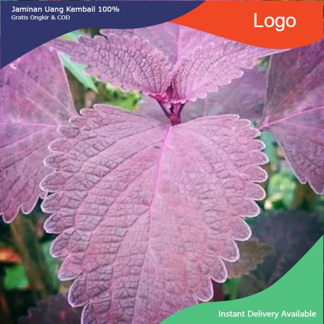 

Promo Daun jawer kotok segar 500gram miana non pestisida