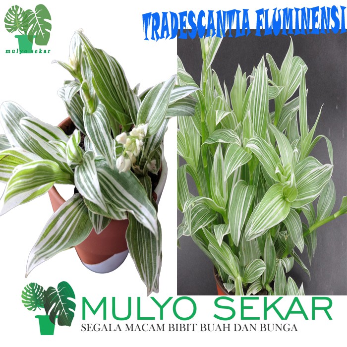 TANAMAN HIAS GANTUNG TRADESCANTIA FLUMINENSI