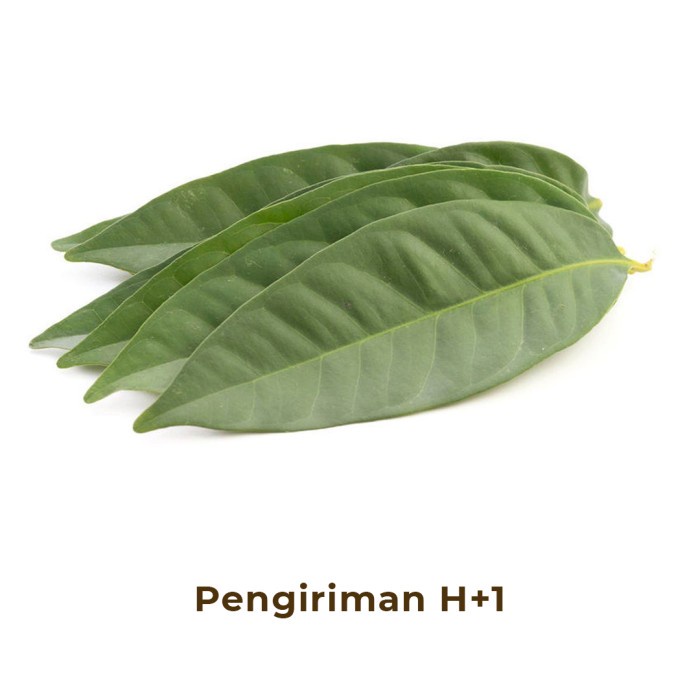 

Daun Salam Segar
