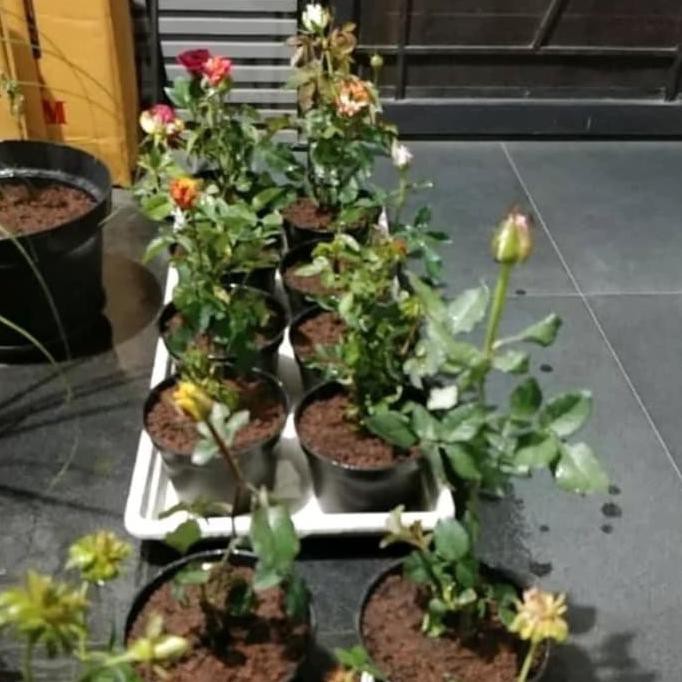 BIBIT TANAMAN BUNGA MAWAR PINK/MAWAR RAMBAT WANGI BIBIT TANAMAN