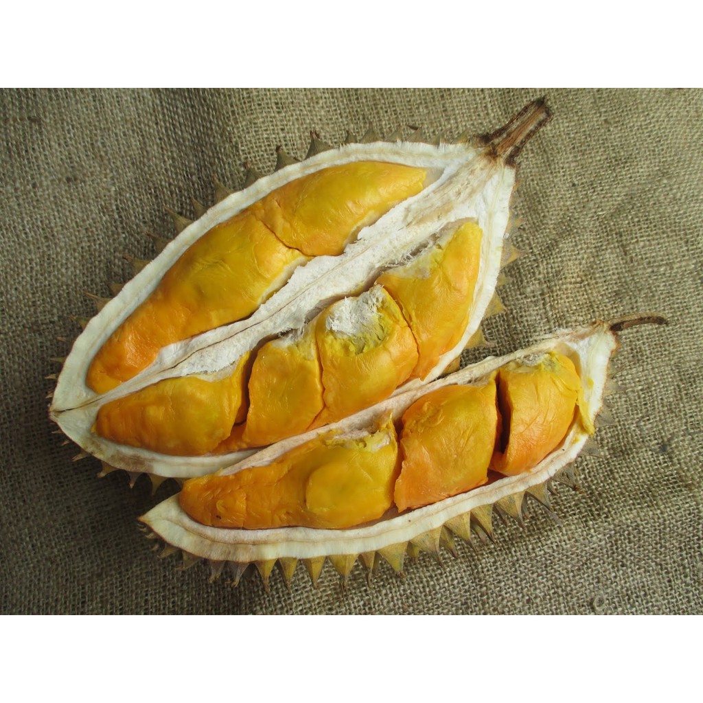 Bibit Durian Simas Kaki 1 (Jaminan Original)