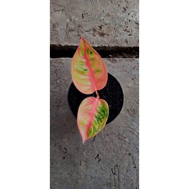 beby Aglonema veronica golden size S beby