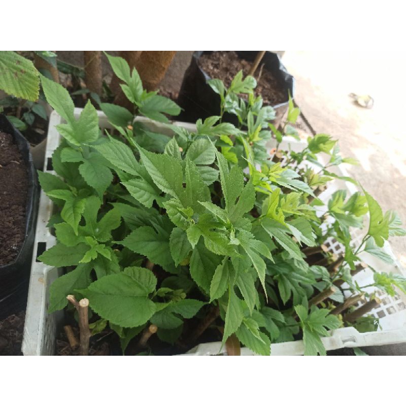 

BIBIT MURBEI/ARBEI Cepat berbuah/Stek