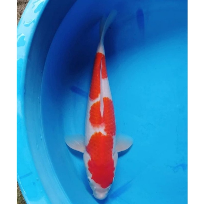 ikan koi kohaku Blitar size 30cm