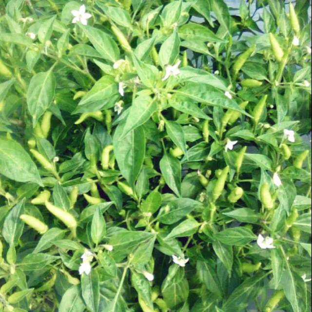 Bibit benih cabe rawit 50 butur biji