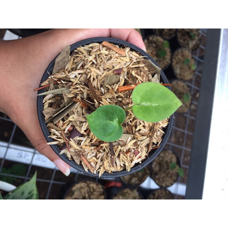 Baby Bibit Kuping Gajah Silver