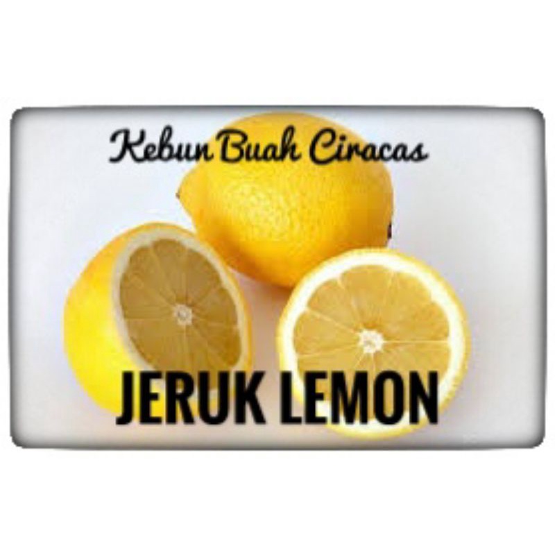 

Jeruk Lemon