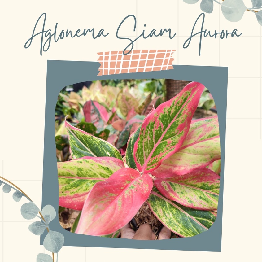 Tanaman Hias  Aglonema Siam Aurora Bunga Siam Aurora Cantik Bunga Aglonema Siam Aurora