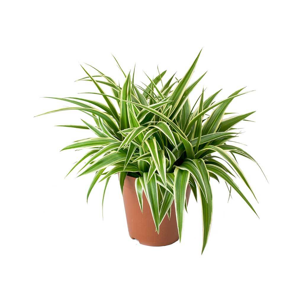 (Chlorophytum comosum) Tanaman hias lily paris - tanaman umbi umbian tanaman laba-laba  ivy laba-lab