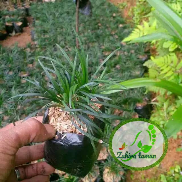 Kucai mini -tanaman hias kucai mini