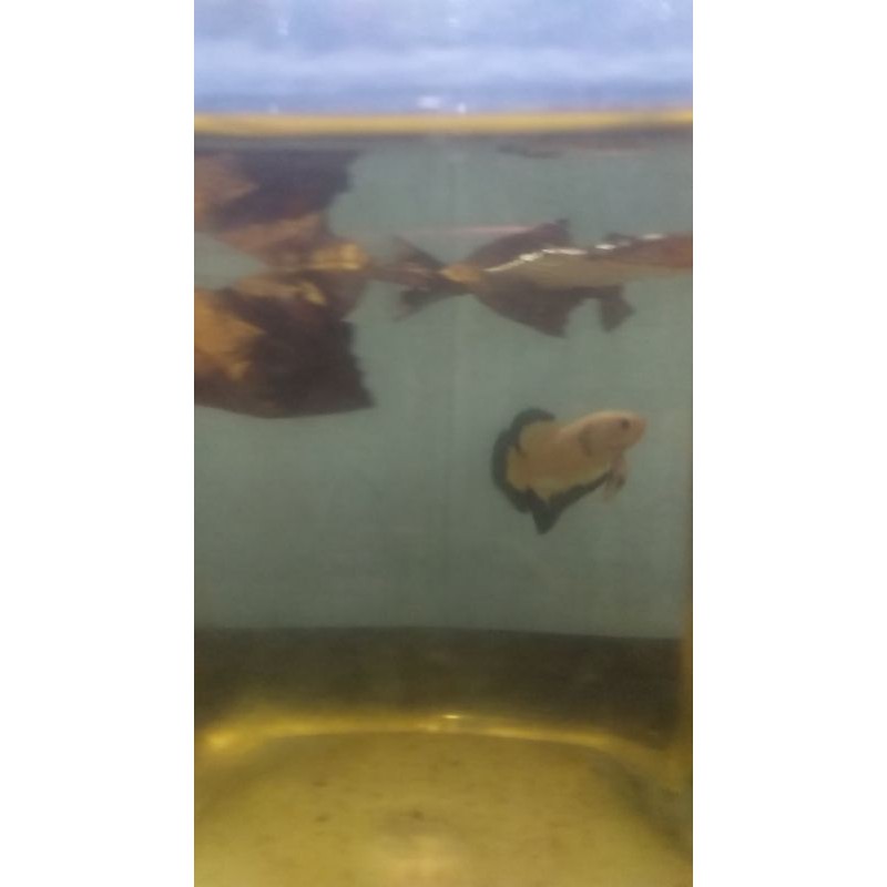 cupang bluerim line thailand