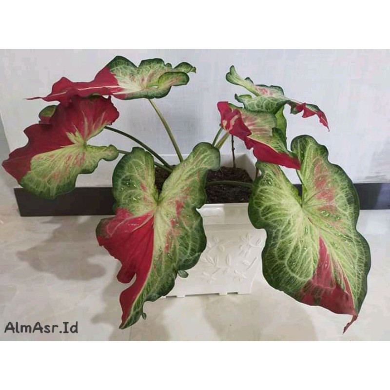 Bonggolan Bibit umbi/caladium tumpah cat / keladi tumpah cat / caladium shy cool SALE