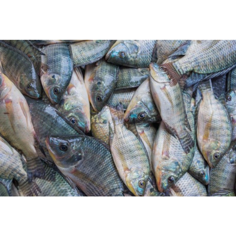 Ikan Nila segar