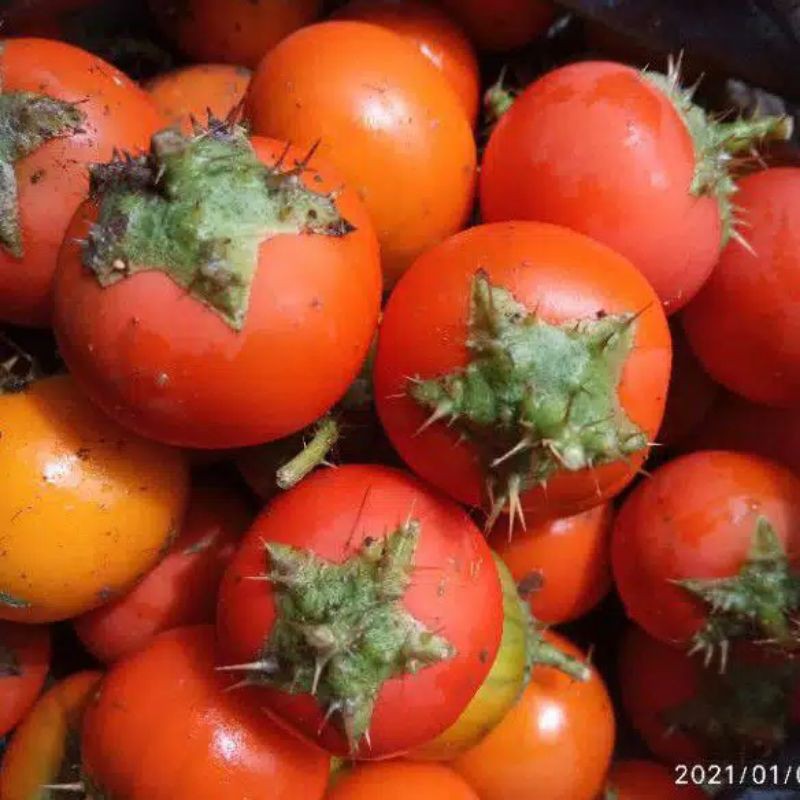 5 Benih Terong Pari / Terong Hutan / Terong Duri