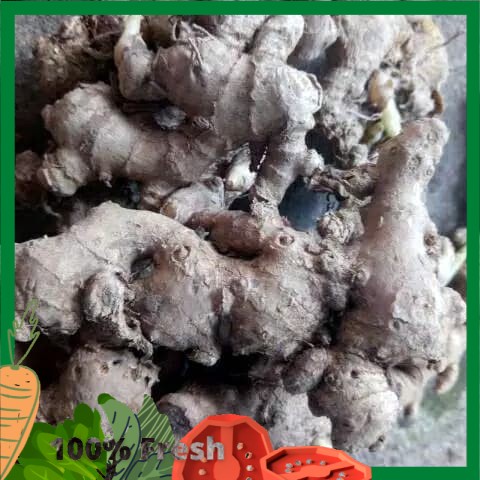 

jahe emprit segar 250 g