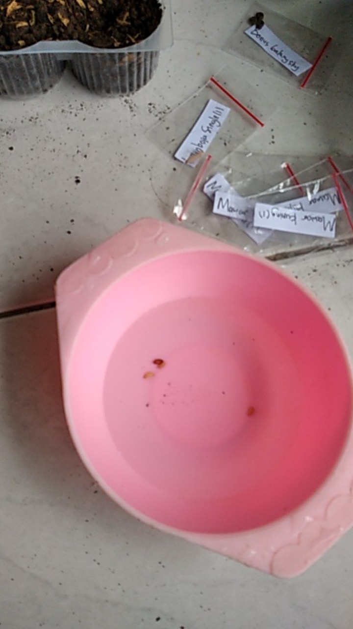 (benih) Biji Bunga Mawar Kuning Cantik Langka