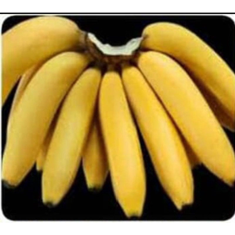 BIBIT BUAH PISANG AMBON MINI UNGGUL