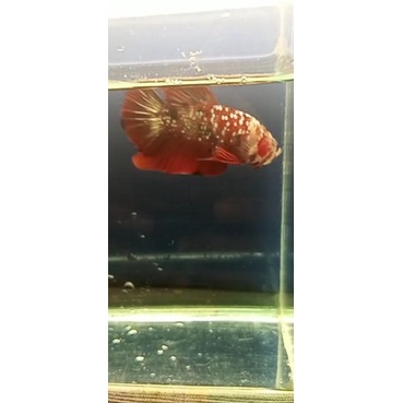 Ikan Cupang Iron Man