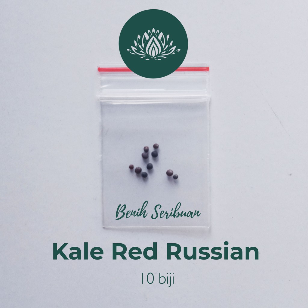 10 Bibit Kale Red Russian Seed Benih Sayuran Kale Red Ursa Super Tanaman Sayur Unggul Berkualitas