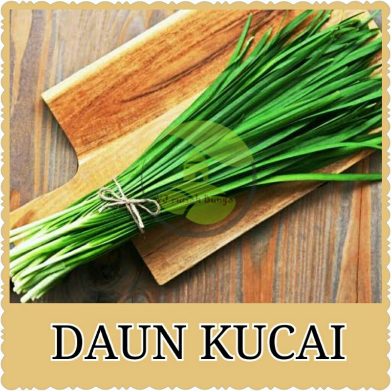 25 Biji - Benih Daun Bawang Fragrant Unggul - Benih Biji Daun Bawang Kucai