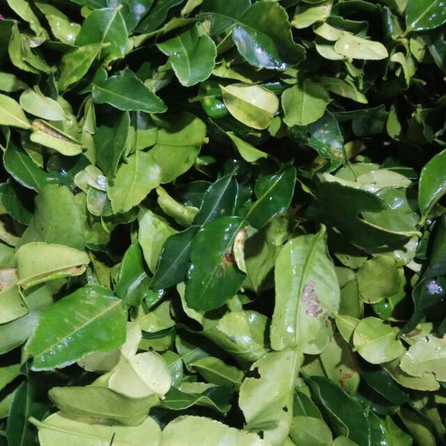 

Daun Jeruk / Daun Salam