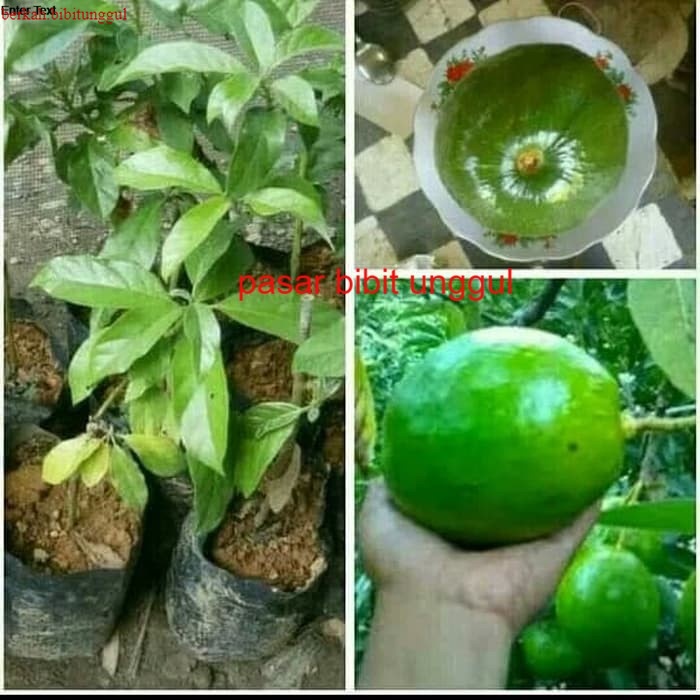 Bibit Buah Alpukat Kendil Super Jumbo - Bibit Alpukat Kendil Jumbo Original