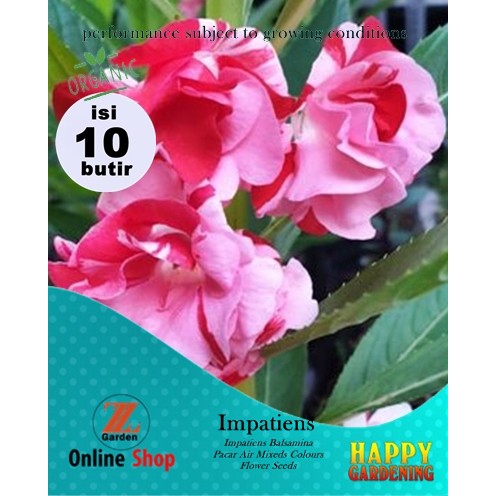 Benih Bunga Pacar Air Impatiens balsamina Mix