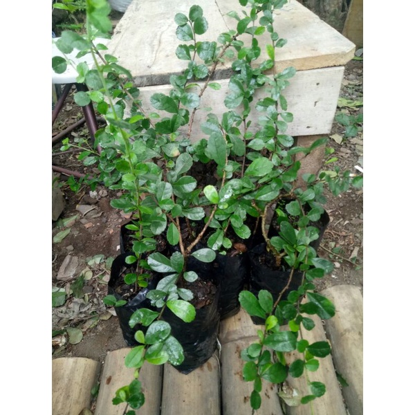 Bibit Bonsai Hokiantea/ Bahan bonsai mame hokianti lokal/ Sidogurih