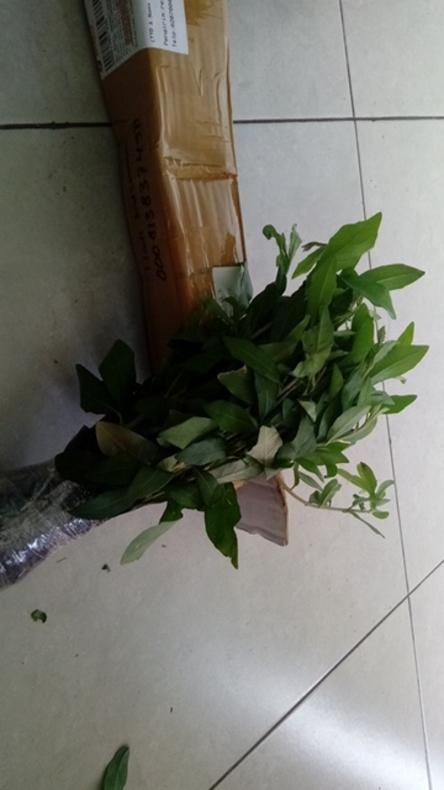 Pohon Lee Kwan Yew / Likuanyu Perbatang