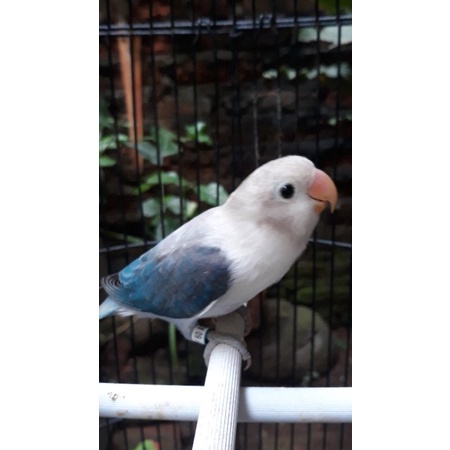 lovebird bio euwing blue/pf