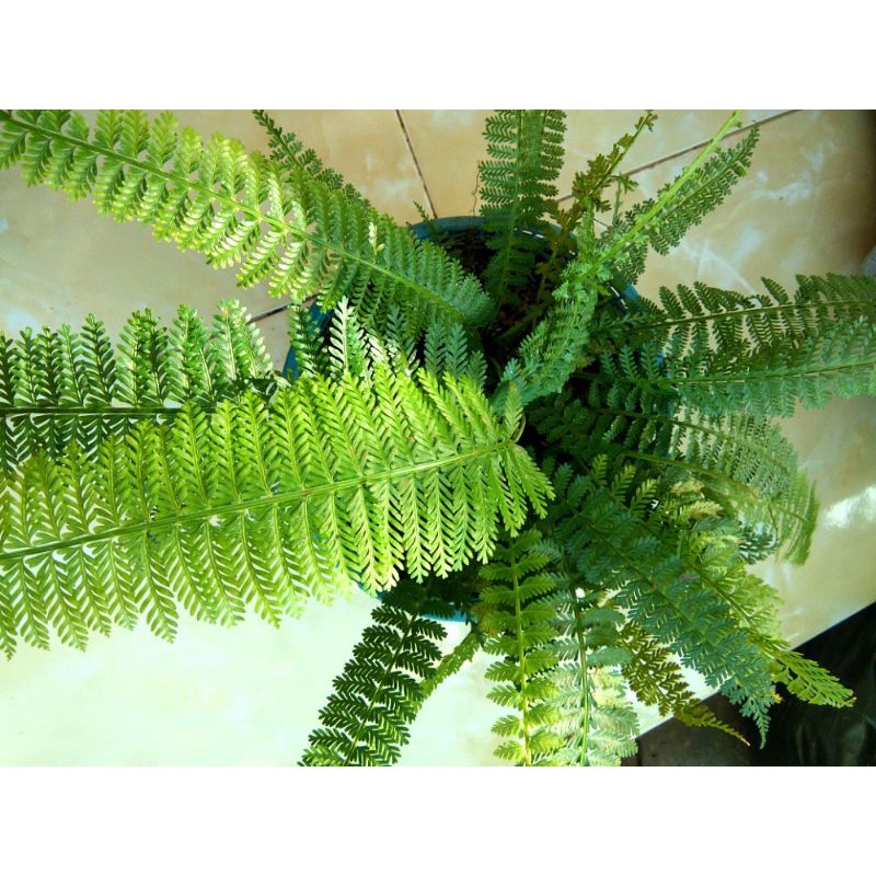 PROMO Tanaman hias pakis embun -pakis hutan langka-pakis unik
