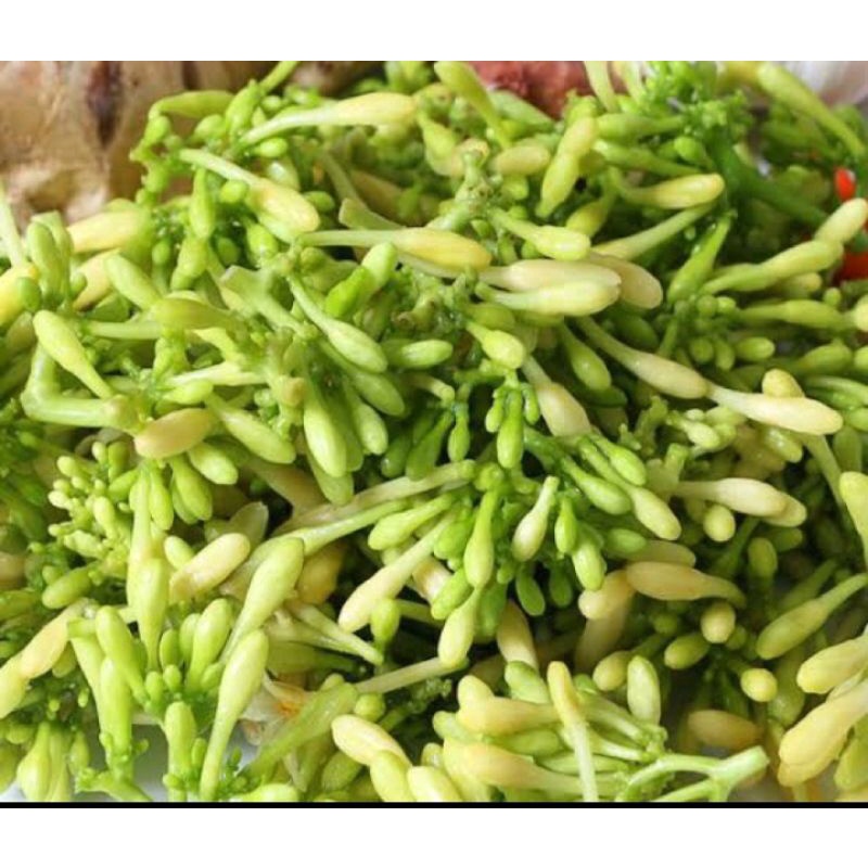 

KEMBANG GEDANG pres 500g