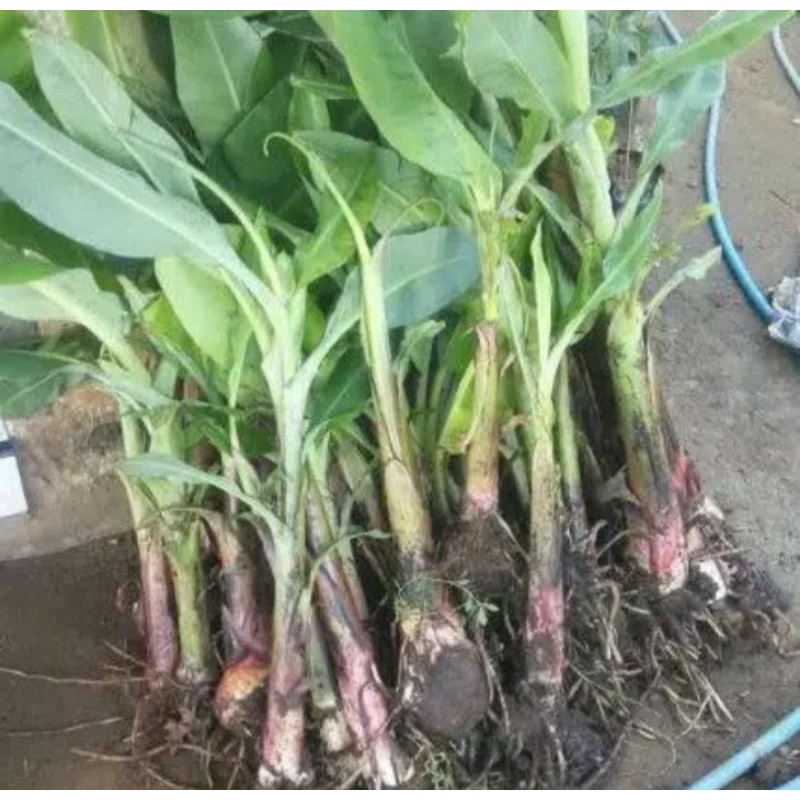 bibit pisang ambon kuning super